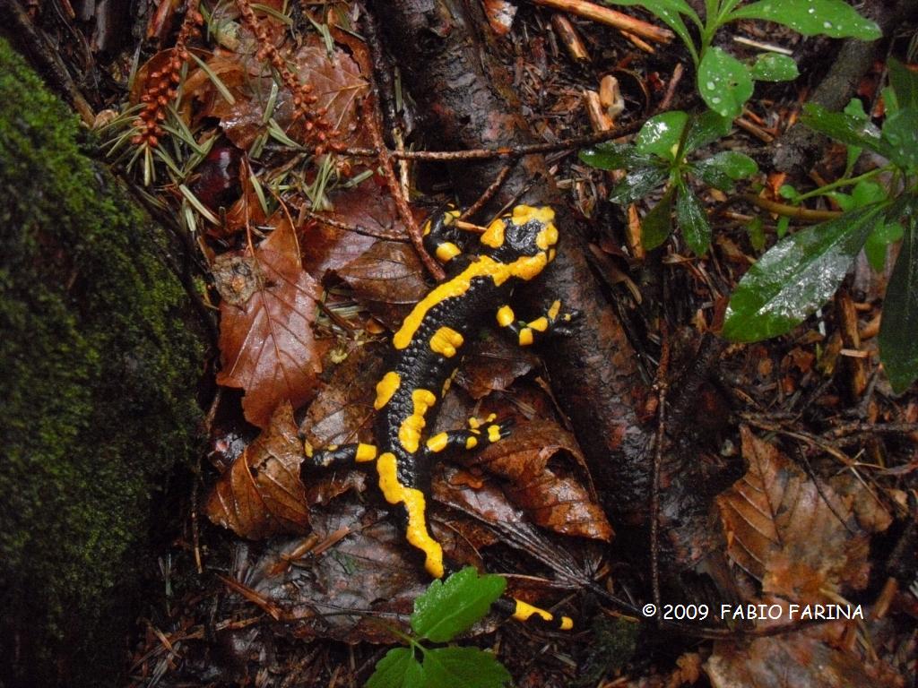 Salamandra pezzata - Salamandra salamandra gigliolii